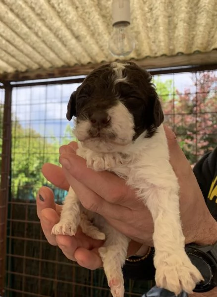 Splendidi cuccioli di Lagotto Romagnolo