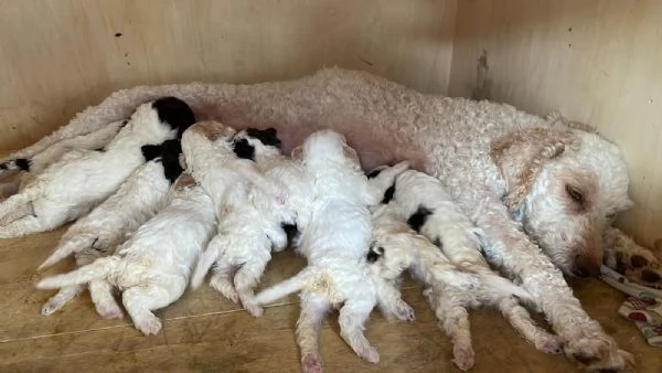 Splendidi cuccioli di Lagotto Romagnolo | Foto 0