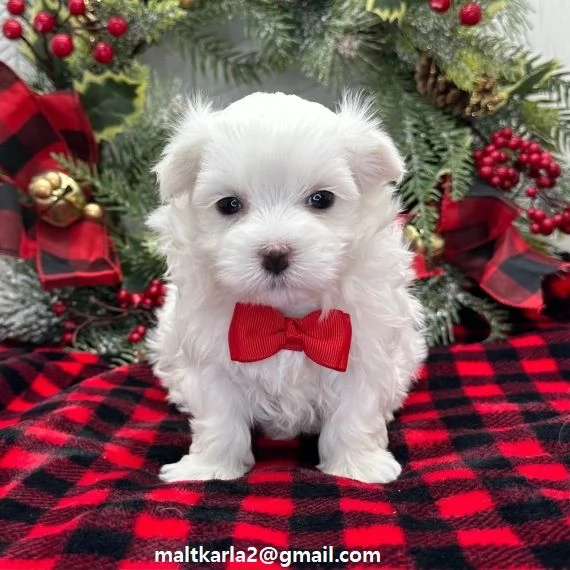 Cuccioli di maltese taglia piccola o toy disponibile da subito bellissimi cuccioli di maltese. vengo