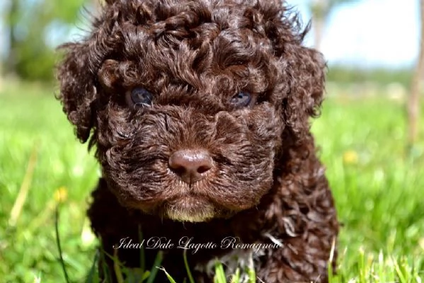 Lagotto Romagnolo cuccioli | Foto 3