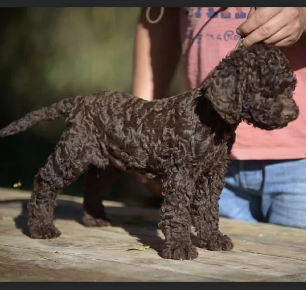 Lagotto Romagnolo cuccioli | Foto 2