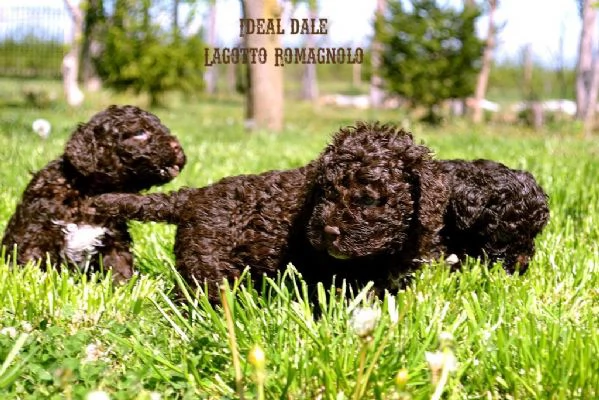 Lagotto Romagnolo cuccioli | Foto 0