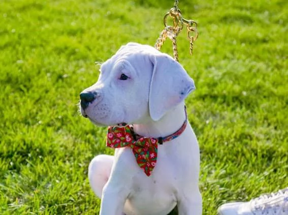 Cuccioli DOGO ARGENTINO | Foto 0