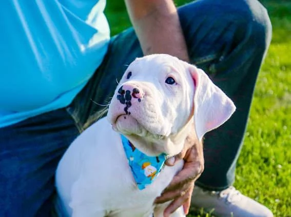 Cuccioli DOGO ARGENTINO