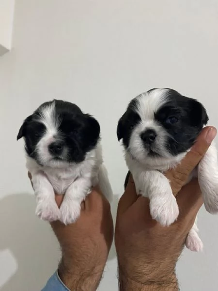 Regalo cuccioli Shih Tzu | Foto 1