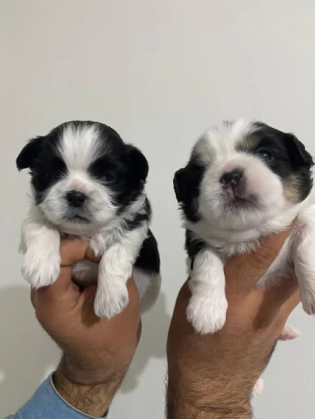 Regalo cuccioli Shih Tzu | Foto 0