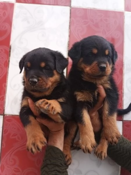 Regalo cuccioli di Rottweiler | Foto 2