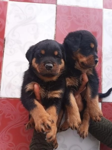 Regalo cuccioli di Rottweiler