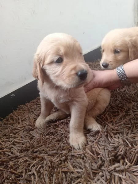 Regalo cuccioli di Labrador | Foto 1