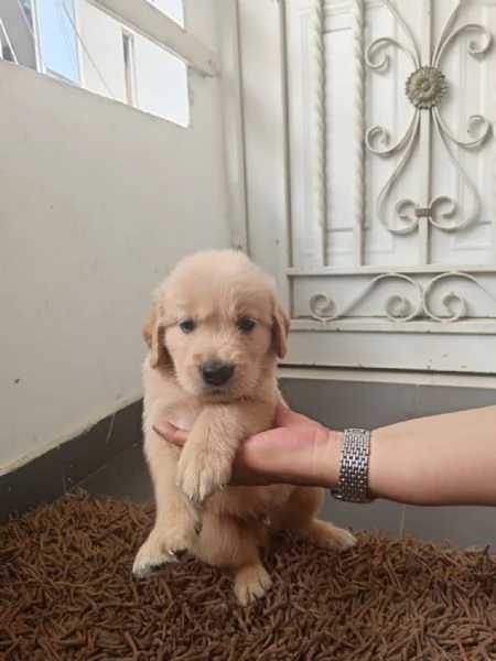 Regalo cuccioli di Labrador | Foto 0