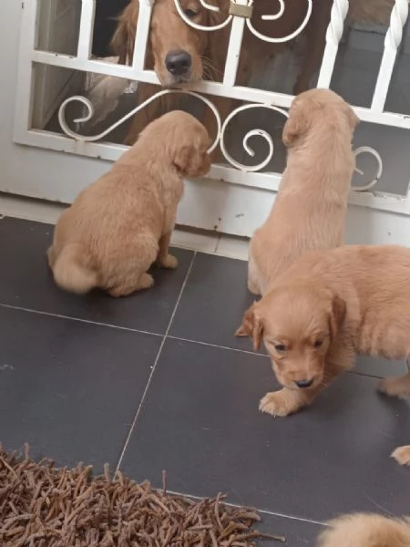 Regalo cuccioli di Labrador