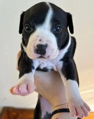 Regalo cuccioli di Pitbull | Foto 2