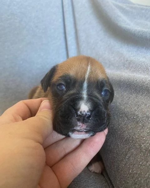 Cuccioli di Boxer di 3 mesi | Foto 0