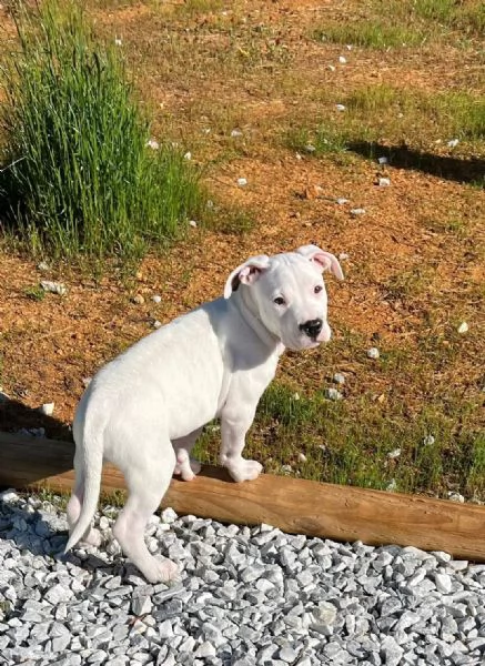 Cuccioli di Dogo Argentino!!