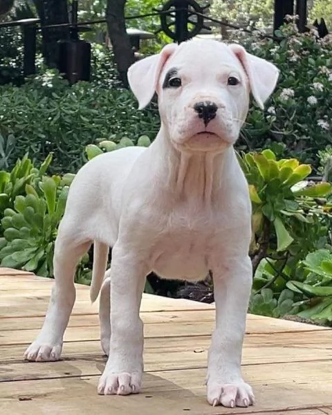 Cuccioli di Dogo Argentino!! | Foto 0