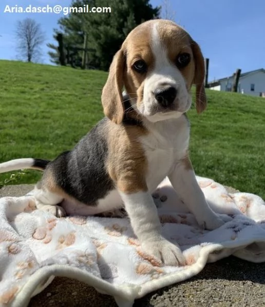 Beagle cuccioli Beagle viene con sverminazione vaccino libretto sanitario microchip . Contattatemi d