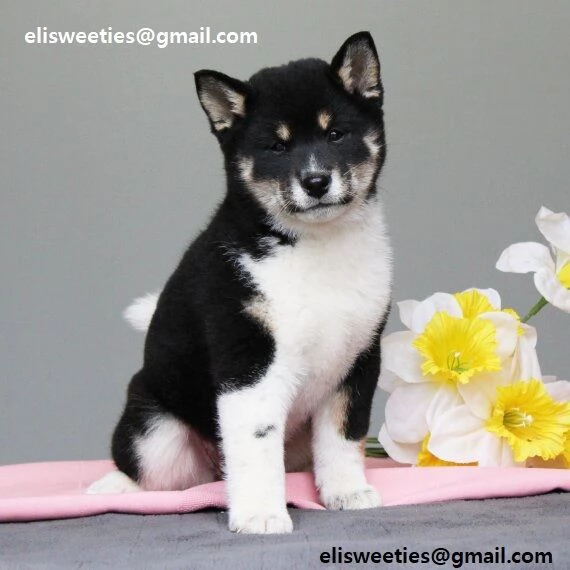 Shiba Inu cuccioli Adorabili cuccioli di Shiba Inu di tre mesi e mezzo Colore  albicocca, neri e cio