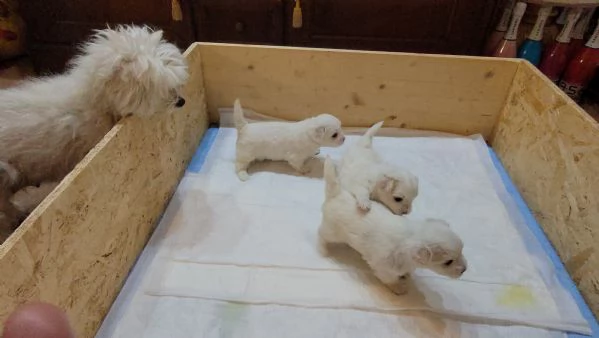 Vendita cuccioli maltese  | Foto 3