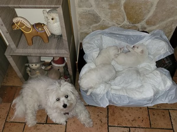 Vendita cuccioli maltese  | Foto 2