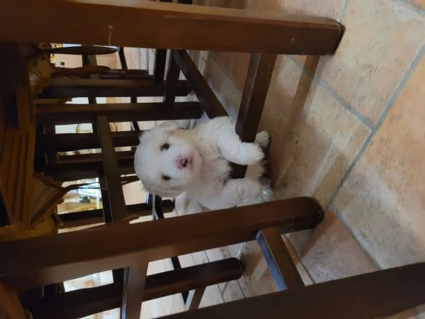 Vendita cuccioli maltese  | Foto 1