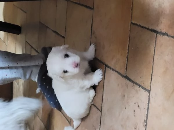 Vendita cuccioli maltese  | Foto 0