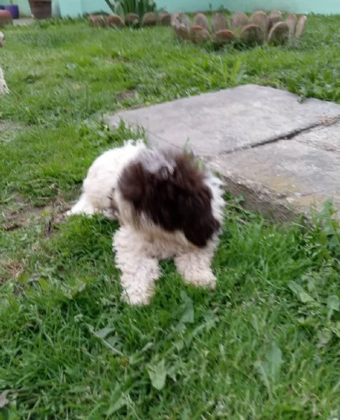 Lagotto Romagnolo cuccioli