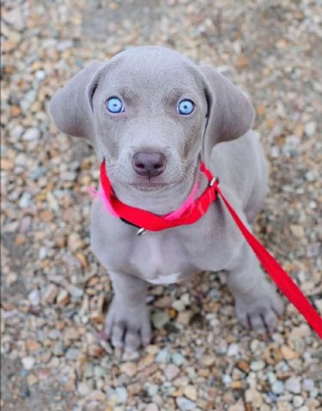 Regalo Cuccioli di Weimaraner Abbiamo disponibili cuccioli di Weimaraner maschi e femmine. I cucciol