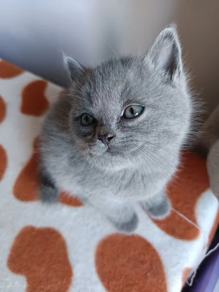 British shorthair  | Foto 6