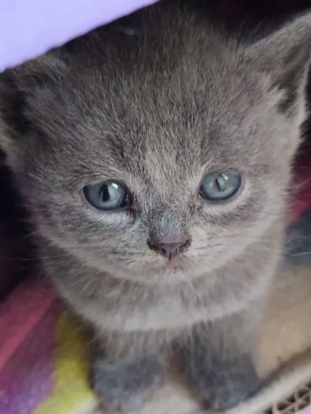 British shorthair  | Foto 3