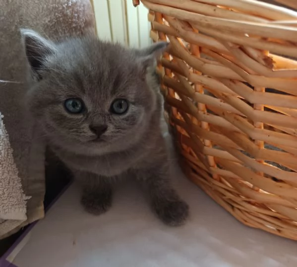 British shorthair  | Foto 1