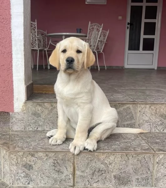 Labrador retriever cuccioli | Foto 6