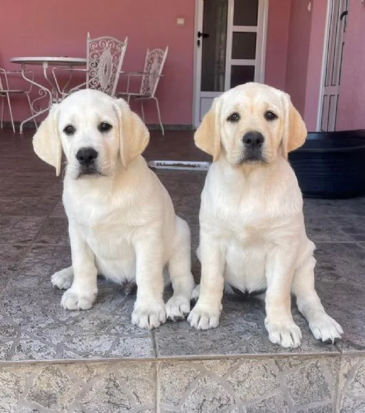 Labrador retriever cuccioli | Foto 4