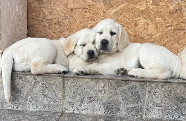 Labrador retriever cuccioli | Foto 3