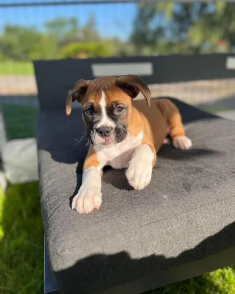 Cuccioli di Boxer di 3 mesi | Foto 0