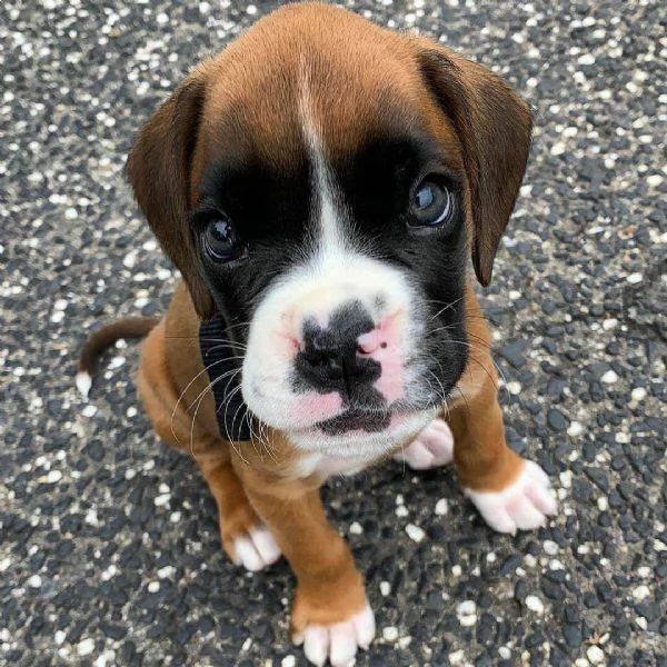 Bellissimi cuccioli di boxer!!