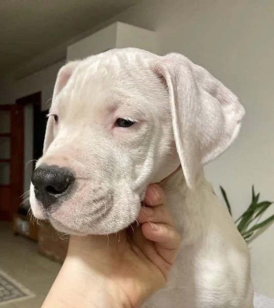 Dogo Argentino cuccioli