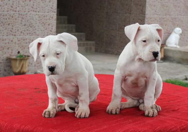 Disponibili cuccioli di dogo Argentino!!!