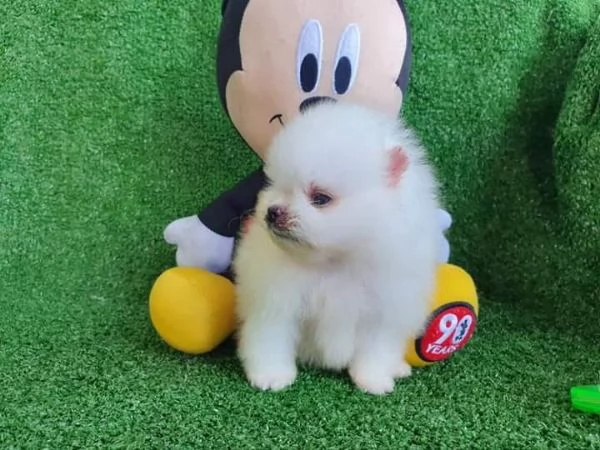 Cucciolo di Pomerania 