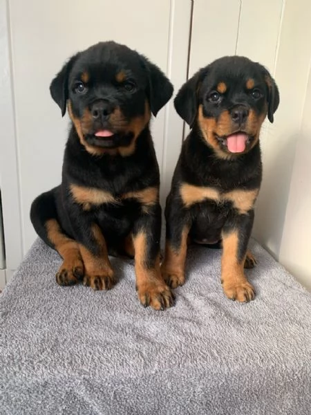 Cuccioli di rottweiler 