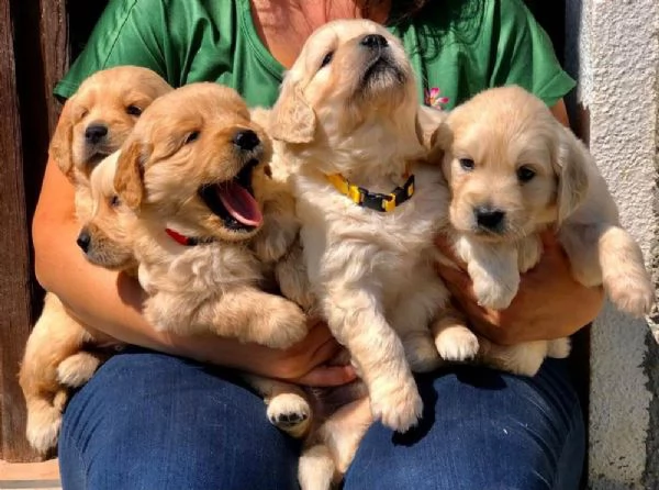 cuccioli di golden retriever con pedigree