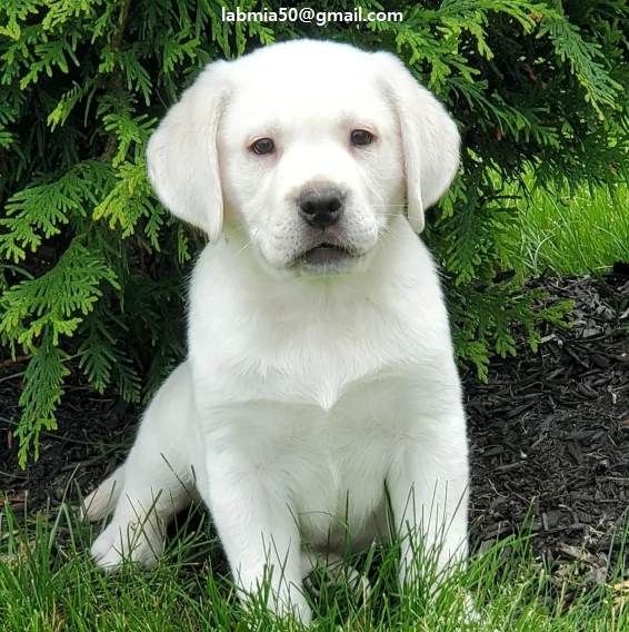  Cuccioli di Labrador Disponibile cuccioli di Labrador mesi 3 vari colori vengono venduti vaccinati 