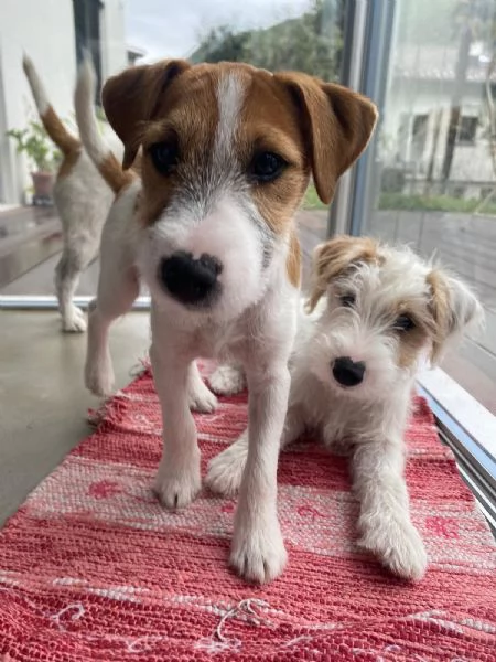 Cuccioli di Parson Russell Terrier | Foto 1