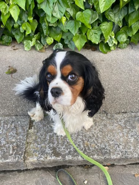 Cavalier king maschio per accoppiamento  | Foto 2