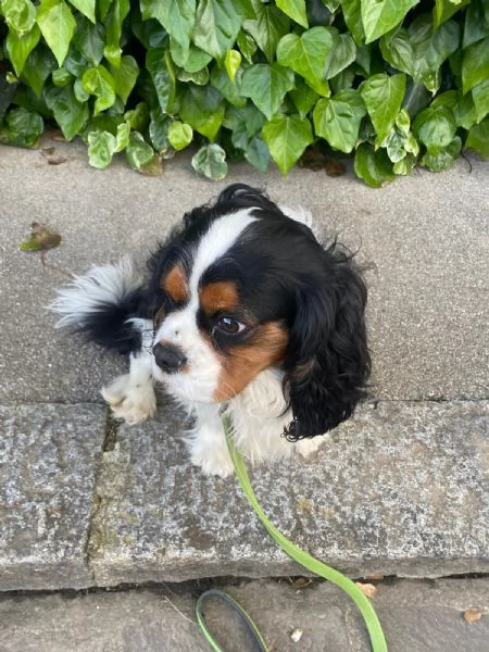 Cavalier king maschio per accoppiamento  | Foto 1