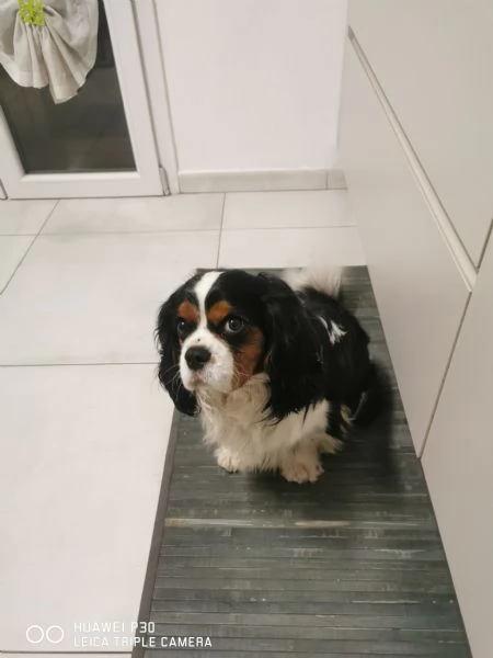 Cavalier king maschio per accoppiamento  | Foto 0