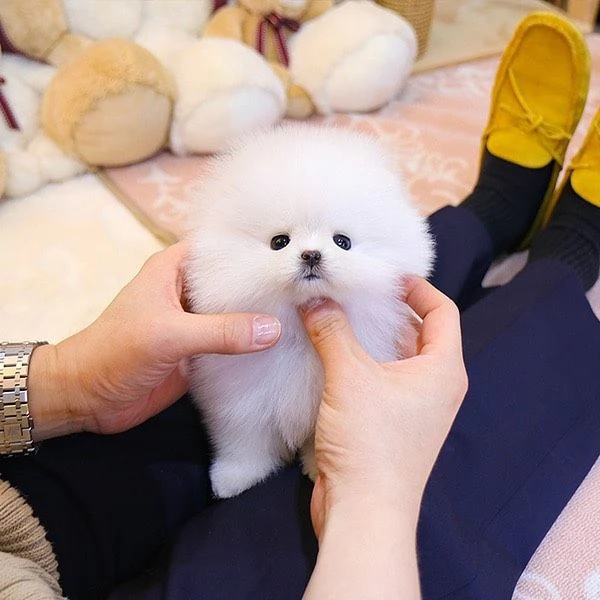 Felice cucciolo di Pomerania a casa | Foto 3