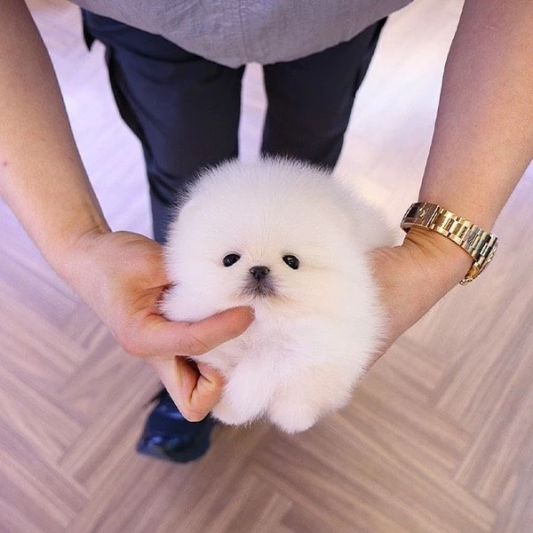 Felice cucciolo di Pomerania a casa