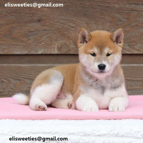 Shiba Inu cuccioli Adorabili cuccioli di Shiba Inu di tre mesi e mezzo Colore  albicocca, neri e cio