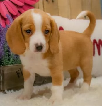 REGALO Cuccioli dolce e bella Beagle Stiamo dando questi nostri cuccioli sani maschi e femmine in un