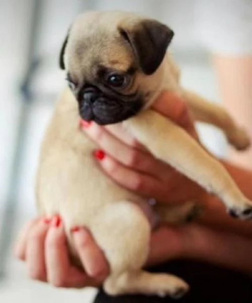 Regalo Cuccioli di Carlino Abbiamo disponibili cuccioli di Carlino maschi e femmine. I cuccioli sono